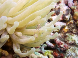 Spotted Cleaner Shrimp IMG 7413